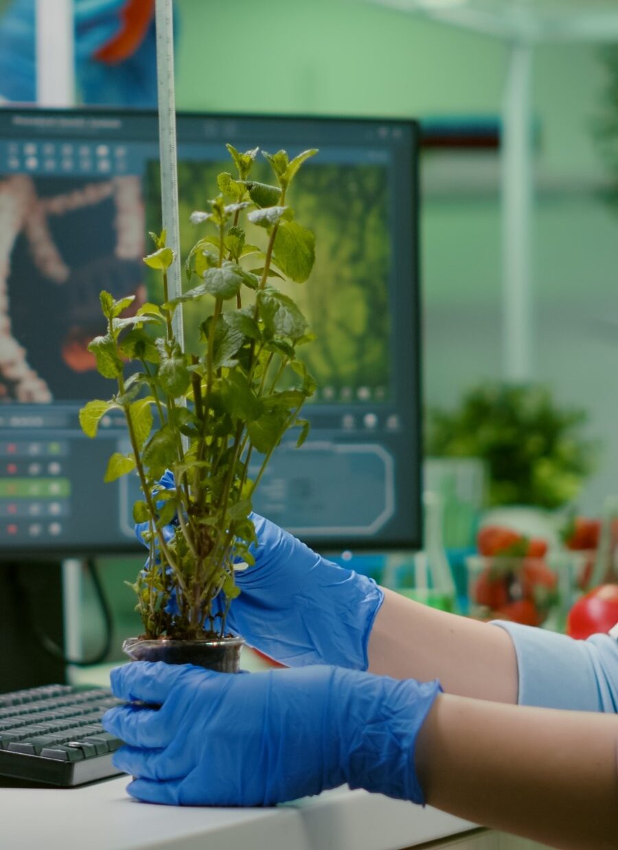 plant 2